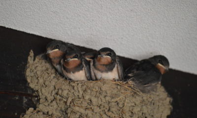 swallow's nest